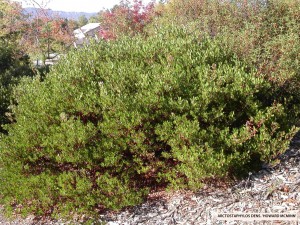 Arctostaphylos densiflora 'Howard McMinn'